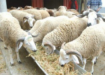 بعد فشل حكومة أخنوش.. المغرب يلجأ لاستيراد أضاحي العيد