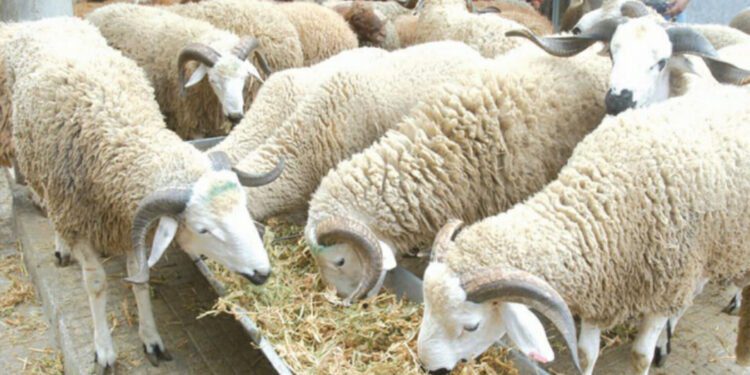 بعد فشل حكومة أخنوش.. المغرب يلجأ لاستيراد أضاحي العيد