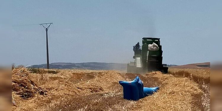 بداية موسم الحصاد