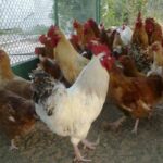 مربو الدواجن