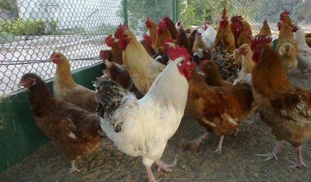 مربو الدواجن