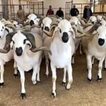 الحولي الصردي