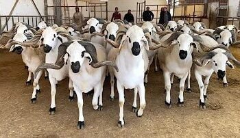 الحولي الصردي