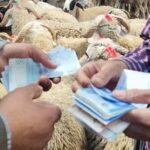 أسعار الماشية