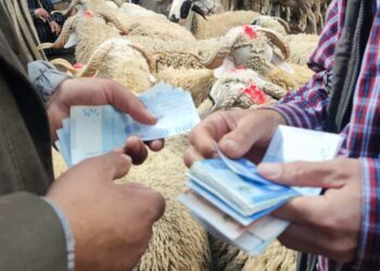 أسعار الماشية