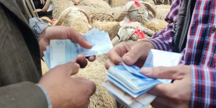 أسعار الماشية