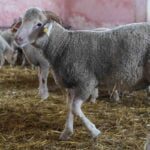 الخروف المستورد منقذ الفقراء