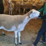 عيد الاضحى الخروف