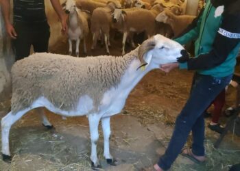 عيد الاضحى الخروف