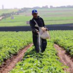 : دعم جديد للفلاحين