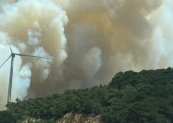 غابة الرميلات