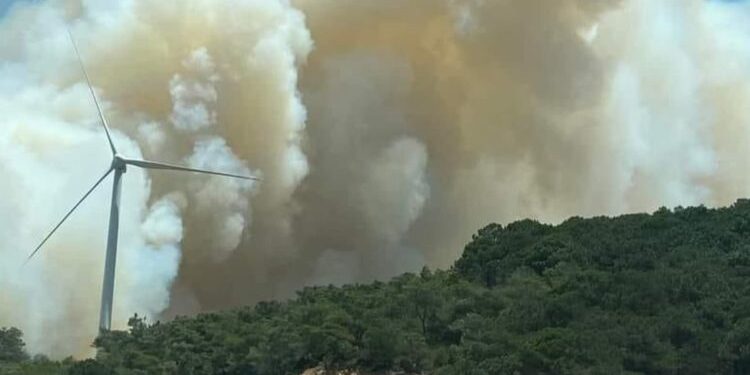 غابة الرميلات