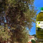 غلاء زيت الزيتون