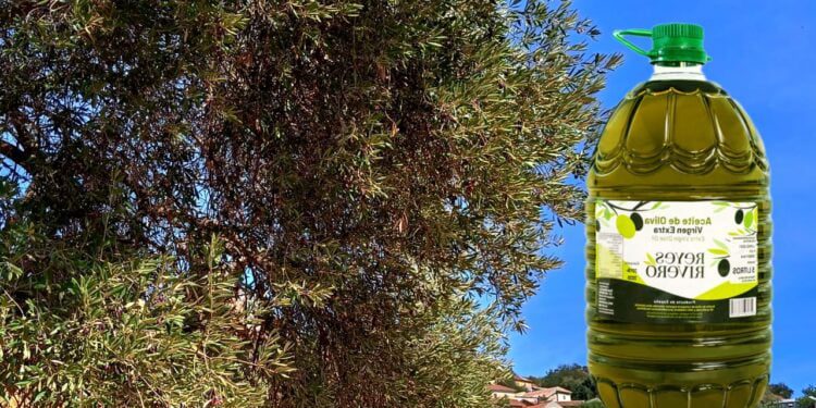غلاء زيت الزيتون