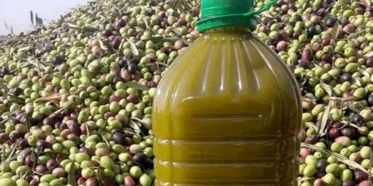 زيت الزيتون والزيتون