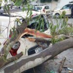 سقوط شجرة على سيارة أجرة