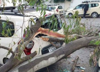 سقوط شجرة على سيارة أجرة