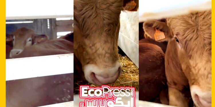 مستورد الأبقار