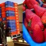 الفراولة المغربية