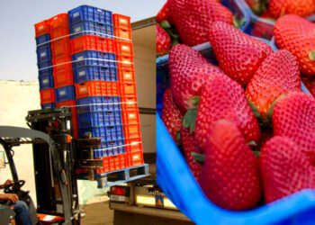 الفراولة المغربية