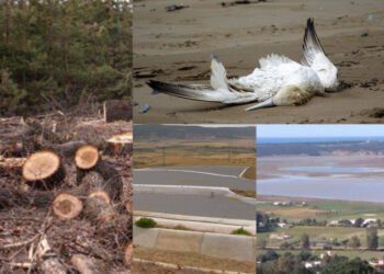 القضاء على الغابات