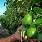 الأفوكادو المغربية