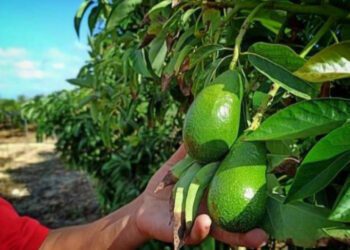 الأفوكادو المغربية