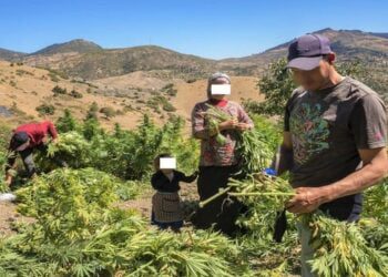 كفاءات تاونات تشيد بالعفو الملكي عن مزارعي الكيف