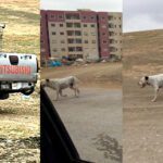 موظفون جماعيون يطلقون كلابا مفترسة وسط مناط