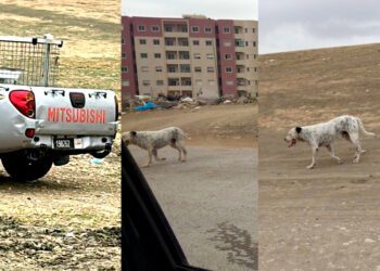 موظفون جماعيون يطلقون كلابا مفترسة وسط مناط