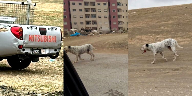 موظفون جماعيون يطلقون كلابا مفترسة وسط مناط