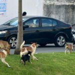 الكلاب الضالة تغزو شوارع طنجة