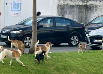 الكلاب الضالة تغزو شوارع طنجة