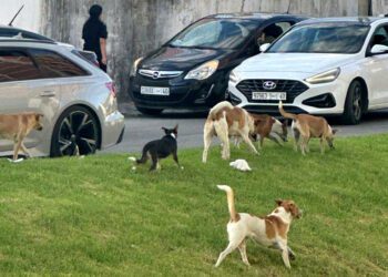 القضاء على الكلاب المسعورة