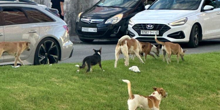 القضاء على الكلاب المسعورة