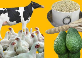 أسباب غلاء أسعار الدواجن في المغرب