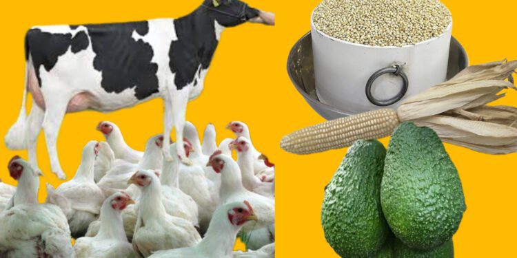 أسباب غلاء أسعار الدواجن في المغرب