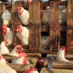 أسعار الدجاج بالمغرب