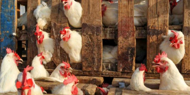 أسعار الدجاج بالمغرب