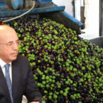 زيت الزيتون.. توقعات حجم الانتاج هذا العام بالمغرب