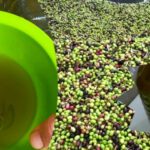 أسعار زيت الزيتون