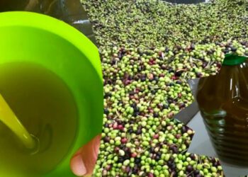 أسعار زيت الزيتون