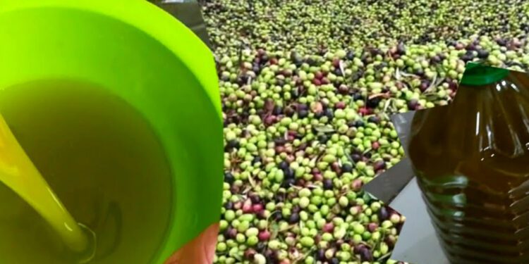 أسعار زيت الزيتون