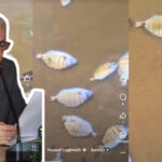 كارثة بيئية في شاطئ القصر الصغير