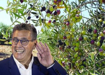 زيت الزيتون الإسبانية تفضح أخنوش