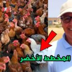 غلاء أسعار الدجاج من نتائج المخطط الأخضر