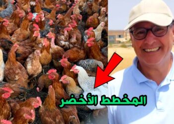 غلاء أسعار الدجاج من نتائج المخطط الأخضر