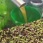 زيت الزيتون