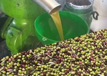 زيت الزيتون