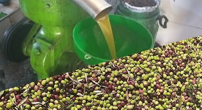 زيت الزيتون